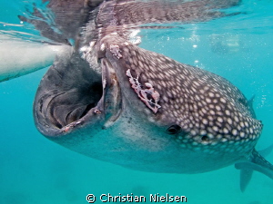 Hunger!!!!! by Christian Nielsen 